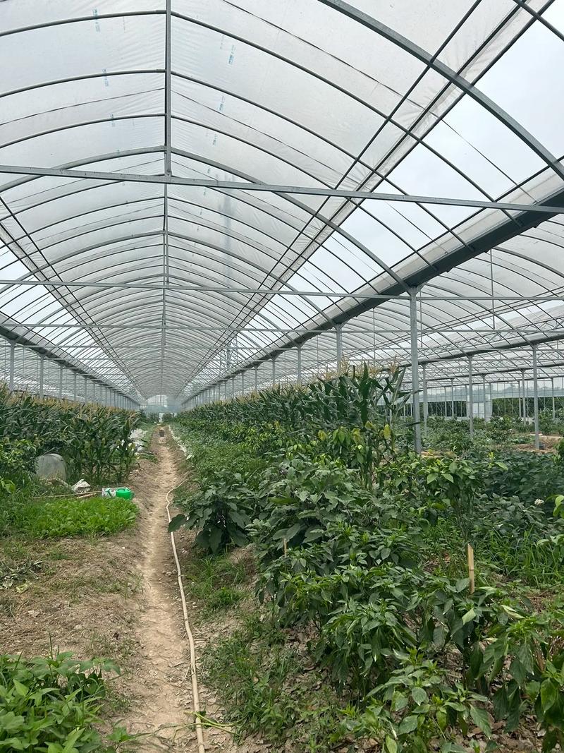 蔬菜配送：解决城市生活难题的利器