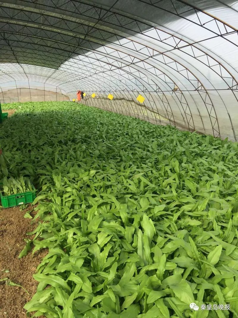 临海蔬菜基地的种植方式有哪些？