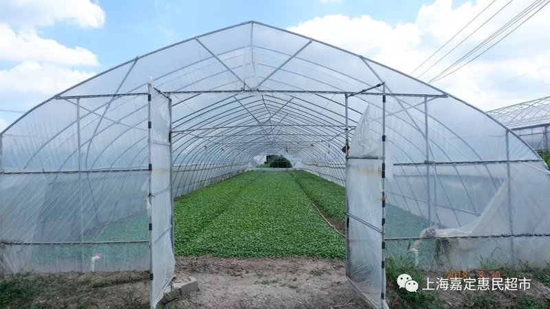 如何选择和储存新鲜蔬菜？新手们常常为此困惑。